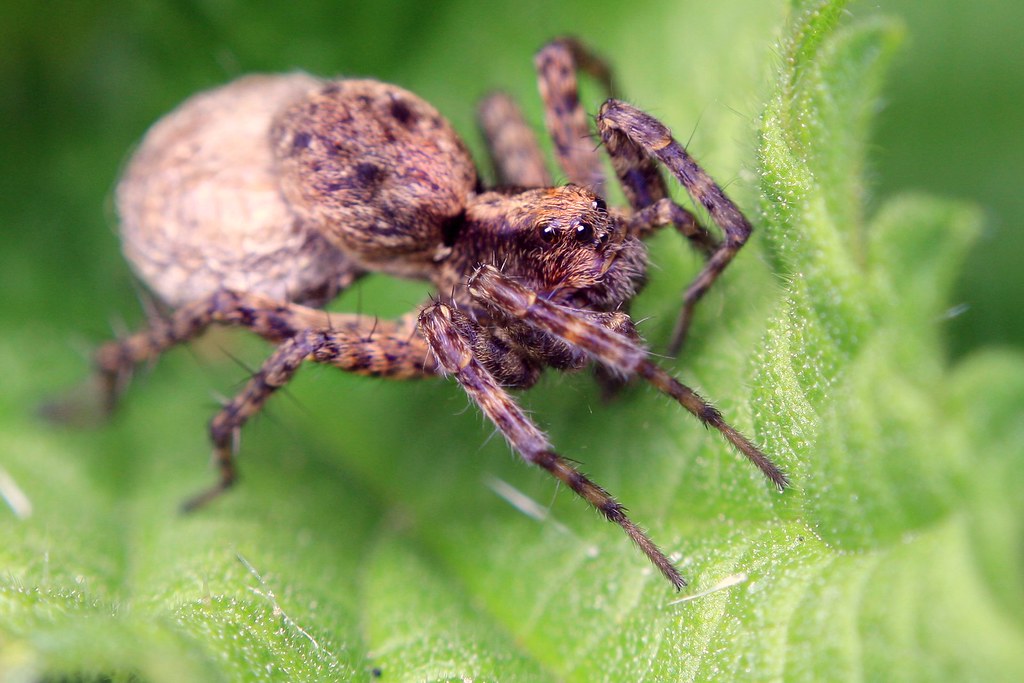 Wolf Spider with Egg Sack Female wolf spider carrying her … Flickr