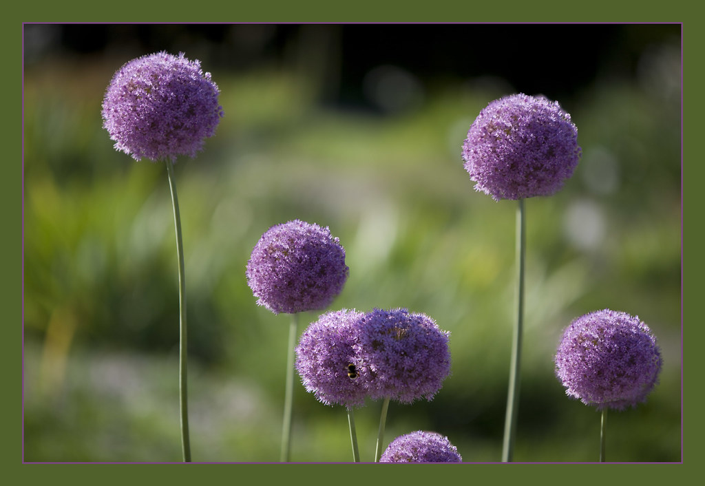 Elephant garlic flowers Canon 5D Mk II + Canon 70200 f/2.… Flickr