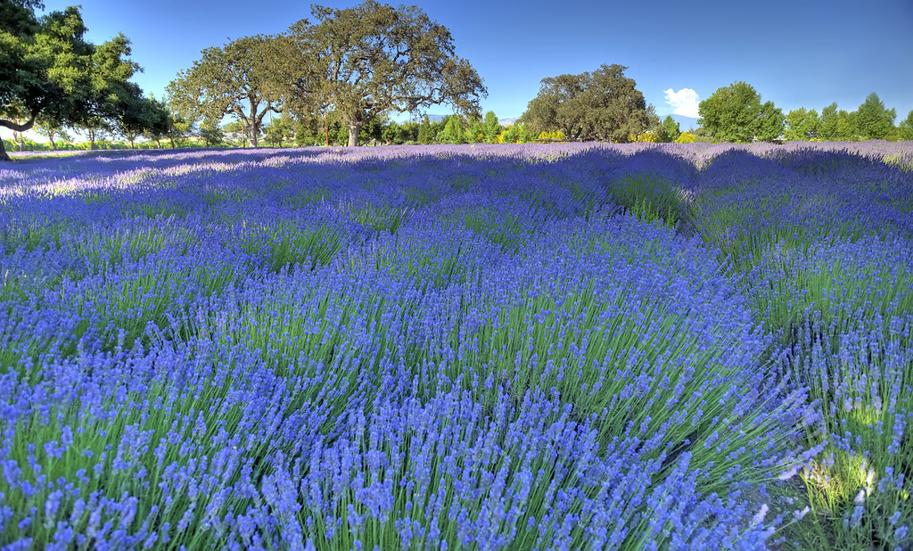 Lavender Field Clairmont Farms Lavender field in full bl… Flickr