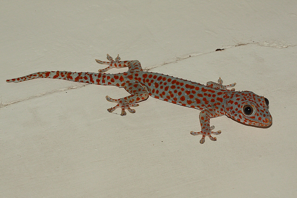 Tokeh / Tokee / Tokay gecko (Gekko gecko) Bali