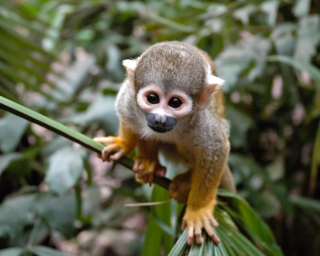Cute Squirrel Monkey Faunia (Madrid) Adam Cooney Flickr