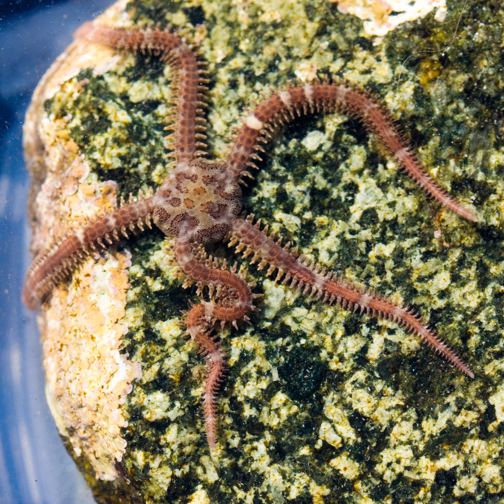 Daisy Brittle Star Ophiopholis aculeata. ID'd based on a g… Flickr