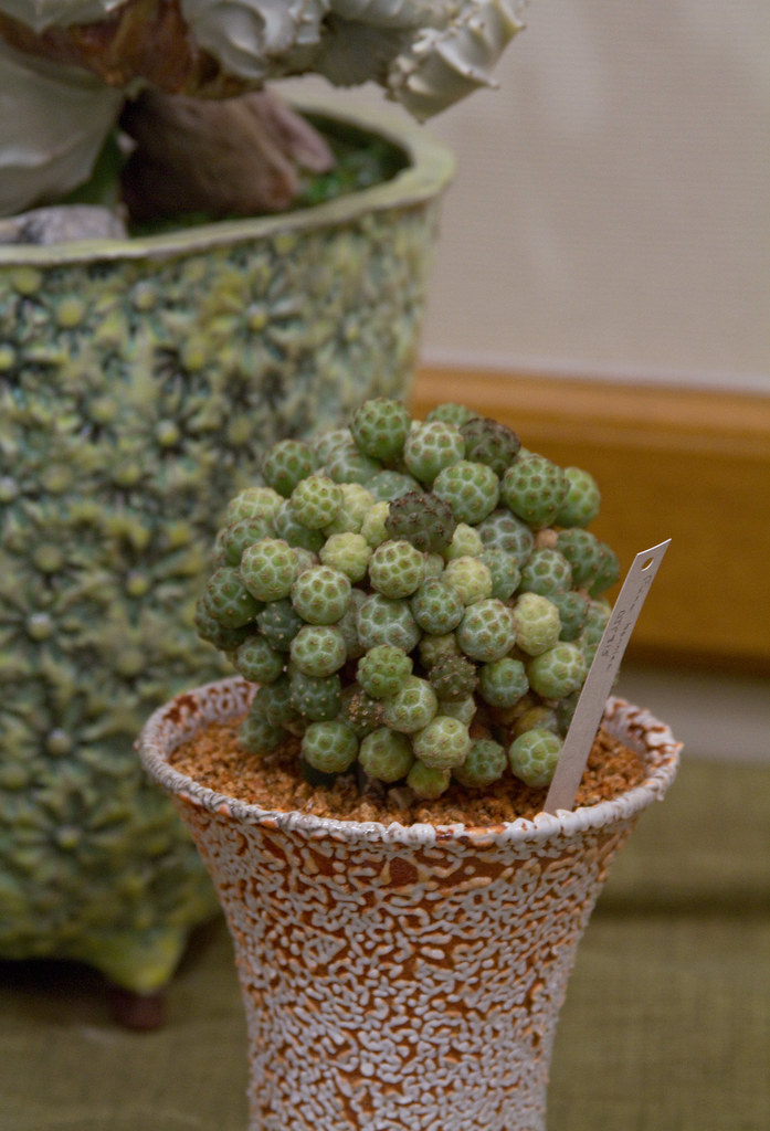 CSSA Show 2010 Cactus and Succulent Society of America