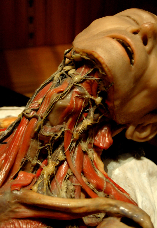 Lymphatic system 19thcentury wax anatomical model