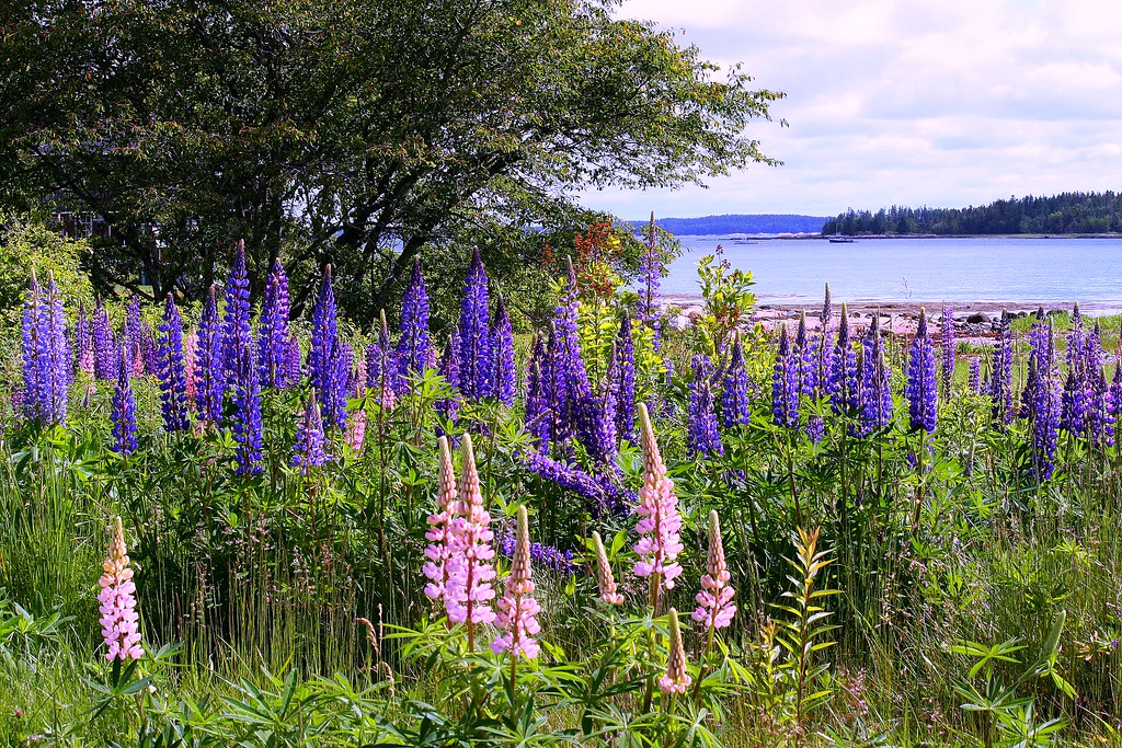 field of lupines Maine Frances Sonne Flickr