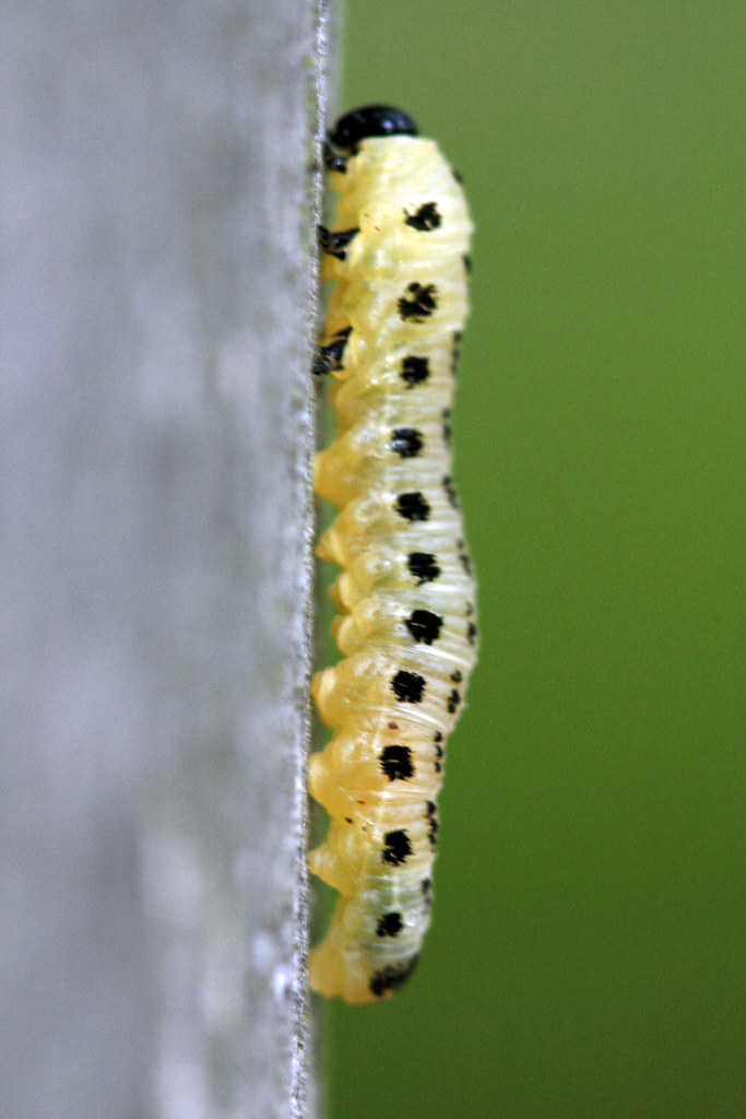 Yellow Caterpillar My best guess is that this is a sawfly