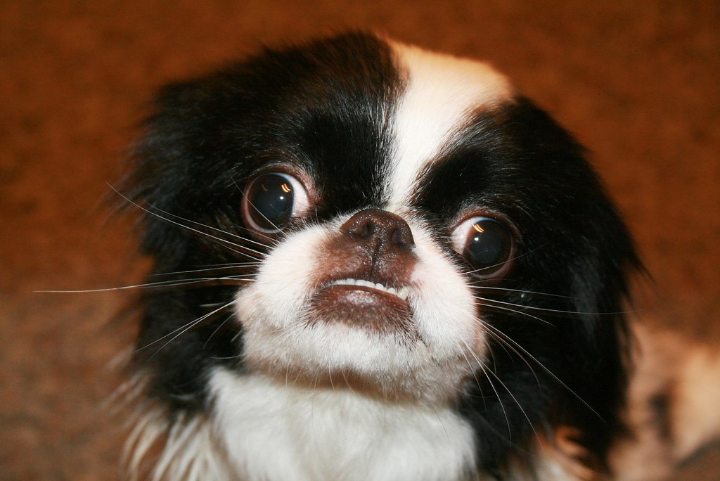 Cross Eyed Dog I'd Like to Photograph You! Flickr