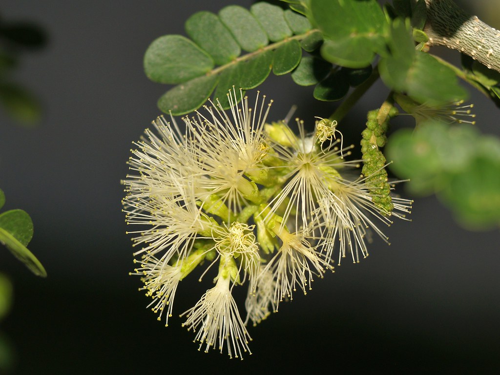 Ébano (Ebenopsis ebano), FLORES Es un árbol muy apreciado … Flickr