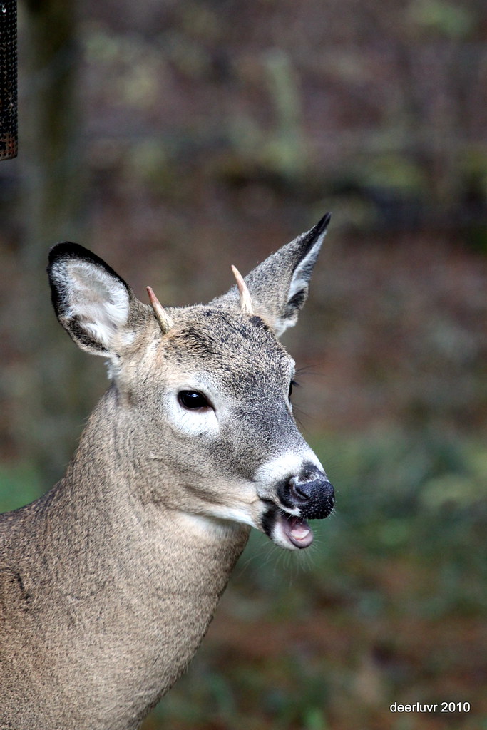 Spike Buck this little spike buck was around a couple of w… Flickr
