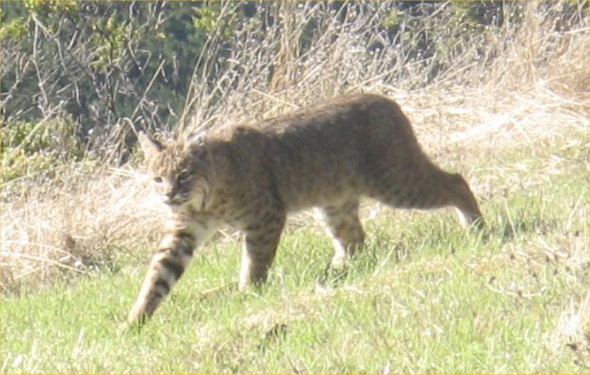 Bobcat 11/25/2010, Photo by Stigall Bobcat (Lynx r… Flickr