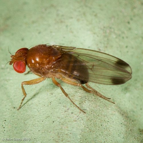 Drosophila suzukii 20100918_1851 male Spotted wing Droso… Flickr