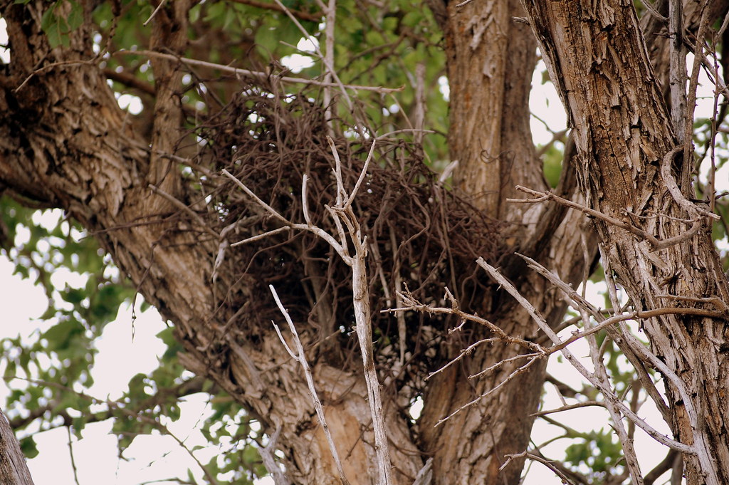 Barbed wire bird's nest There is a lone tree just south of… Flickr