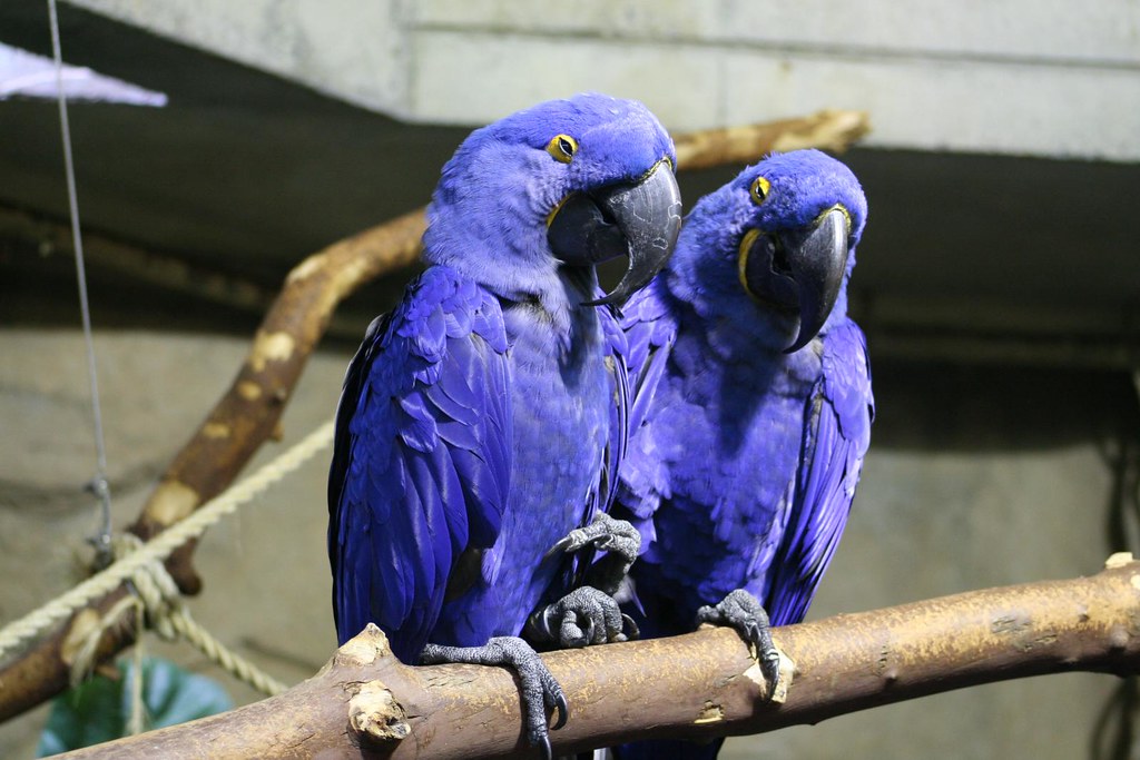Purple Parrots A couple new additions at the Vancouver Aqu… James Flickr