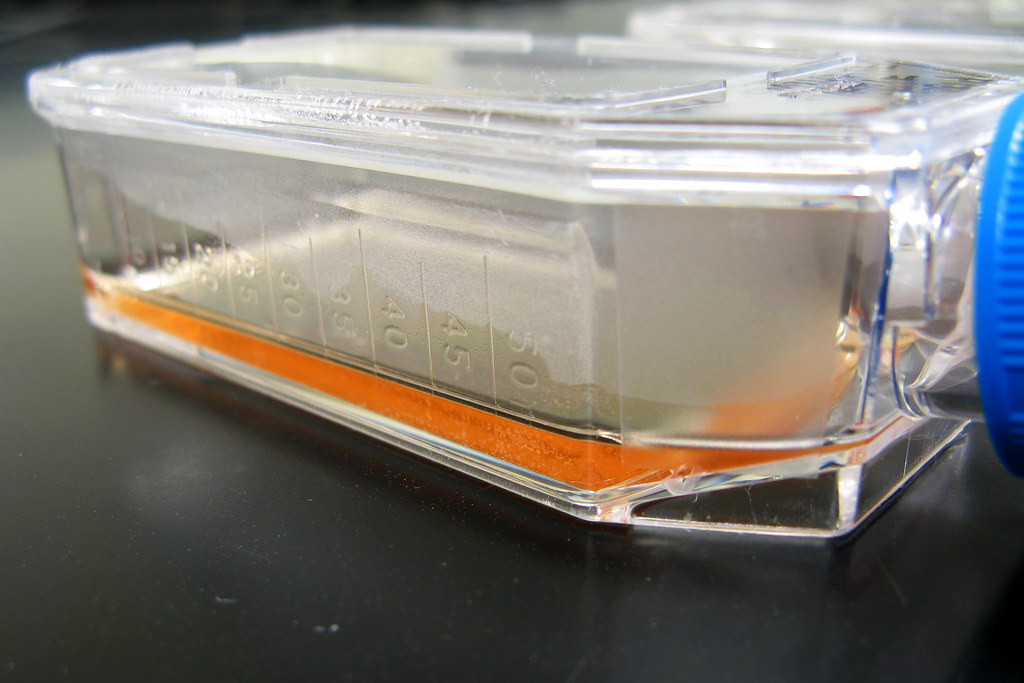 cell culture flask hNSC neurospheres A T75 cell culture… Flickr