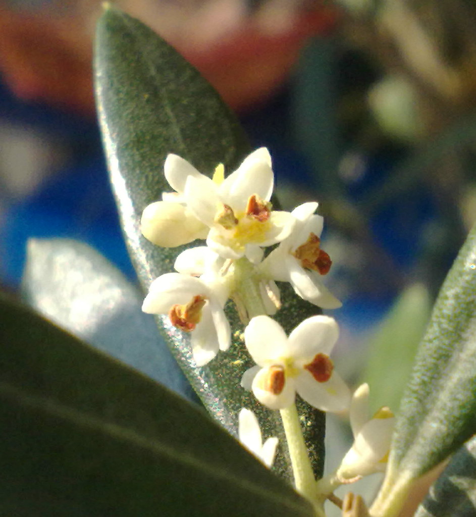 Olive blossoms, Olivenblüten in Tübingen. Olive , Olijf , … Flickr