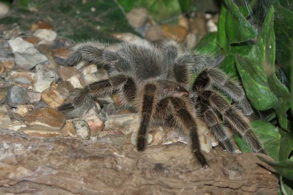 Chilean Rose Tarantula (Grammostola Rosea), Amazonia, Grea… Flickr