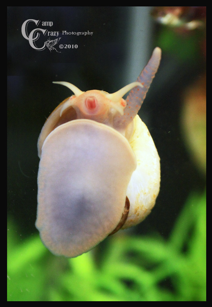 Gold Mystery Snail © All Rights Reserved No Usage Allowed … Flickr