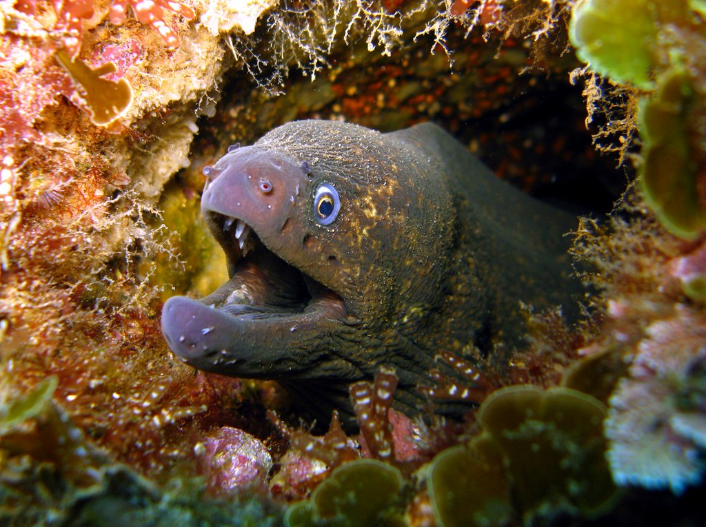 California Moray Eel Catalina Island Just a sample of th… Flickr
