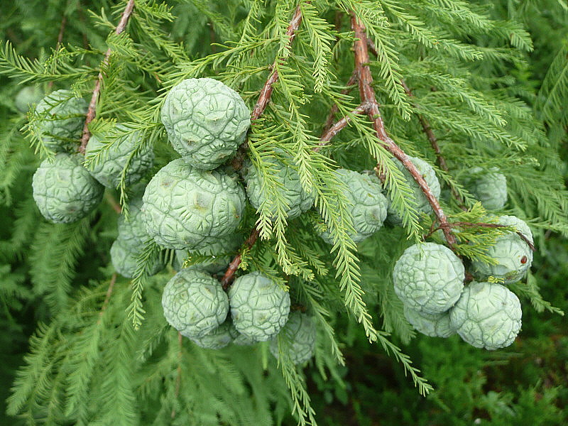 Bald cypress cones Franklin Park Columbus, OH Lorianne DiSabato