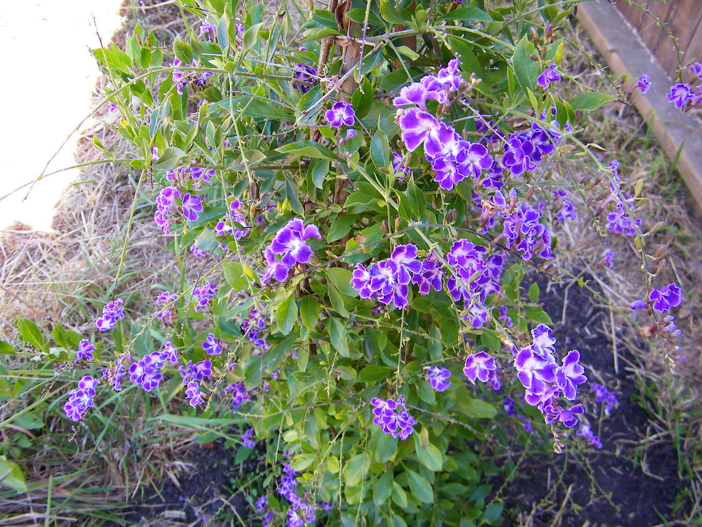 Duranta erecta, Sweet Memory Sky Flower xaviergardens Flickr