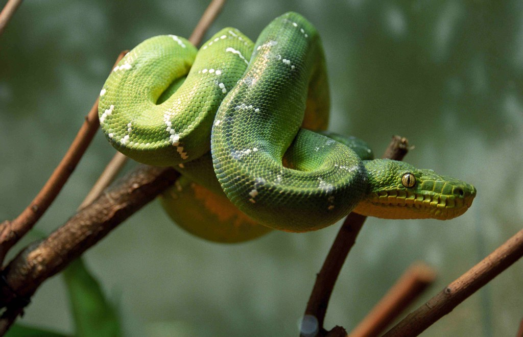 Central Park Snake Green snake, taken through the glass