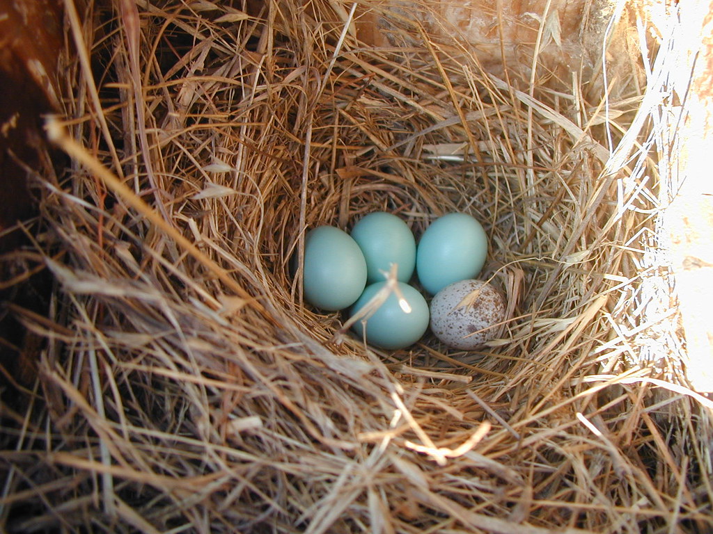 062310 House sparrow egg in bluebird box By Bill Flickr