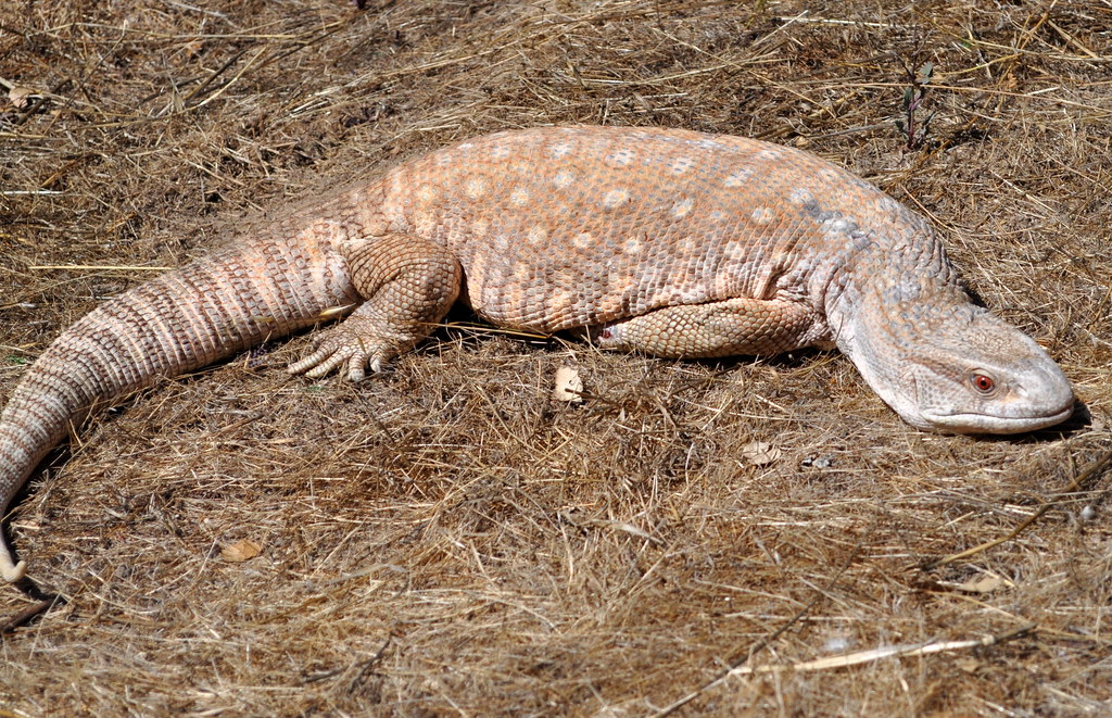 Savannah Monitor Lizard Stacy Flickr