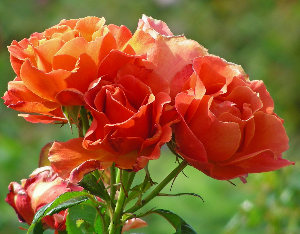 Livin' Easy Floribunda Rose Easy living is what this rose … Flickr