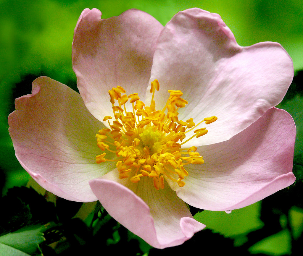 Rosa canina 1 Best viewed large size Rosaceae