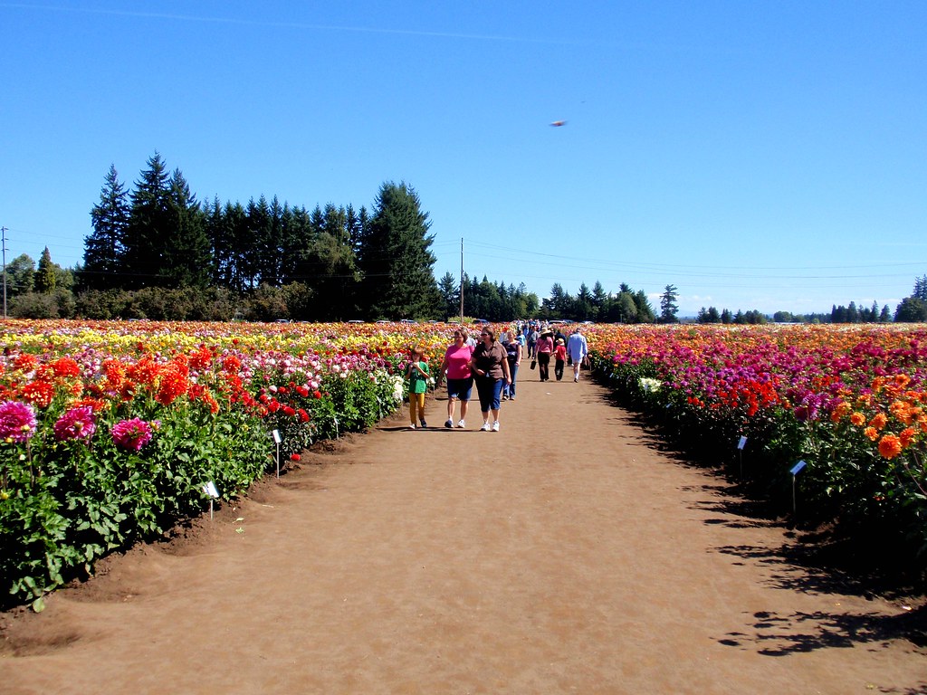 Swan Island Dahlia Farm Canby, Oregon Eli & AnneMarie Flickr