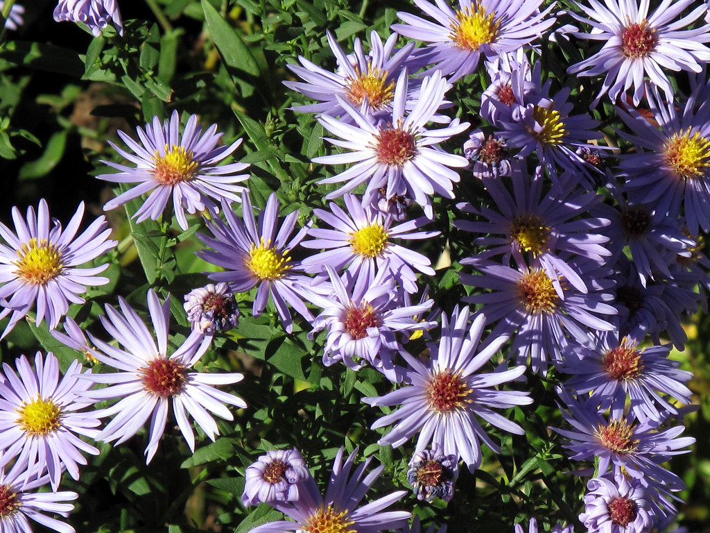 Ottawa Ontario Canada October 2010 — Fall Flowers 7 Flickr