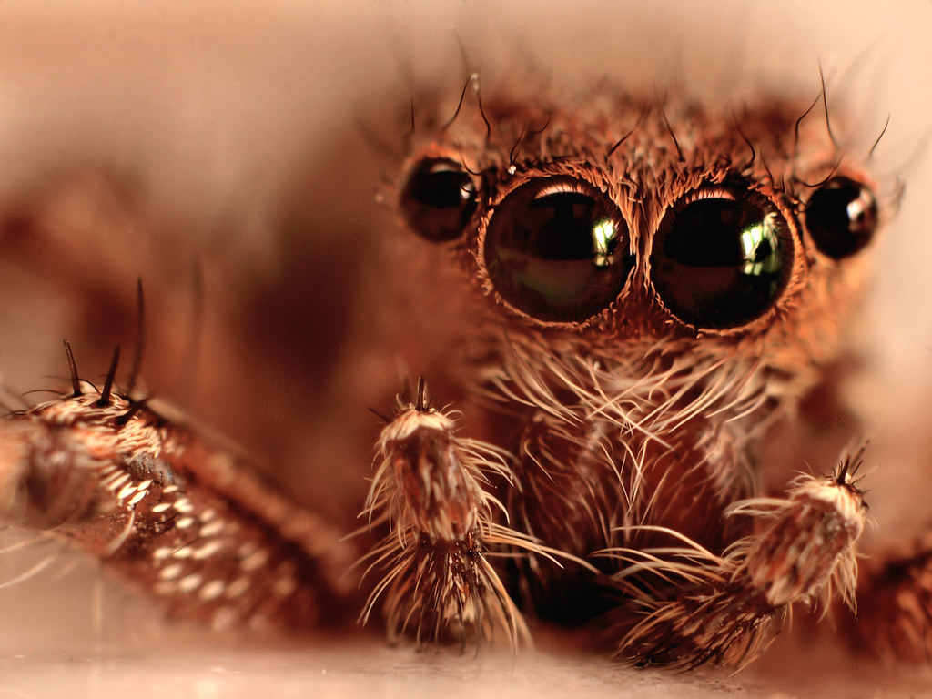 Do spiders have compound eyes?? ha ha ha... the answer is … Flickr