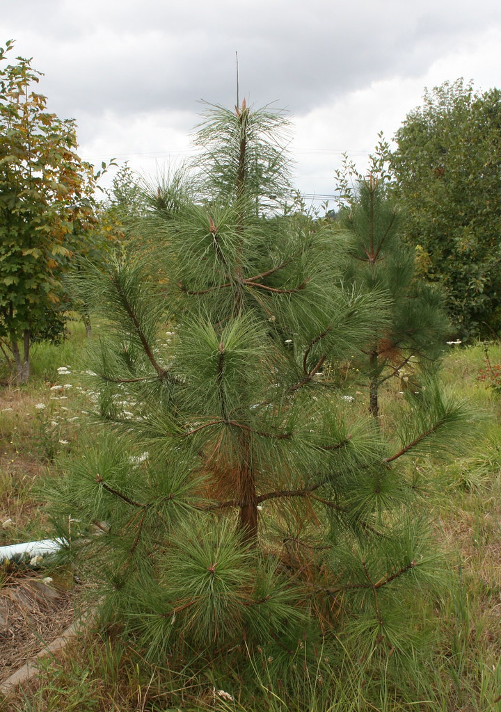 Newly Planted Ponderosa Pine. This young tree is about 5 f… Flickr