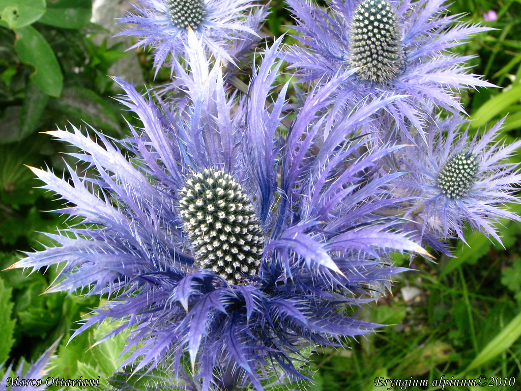 Eryngium alpinum View On Black Large L'Eryngium alpinum … Flickr
