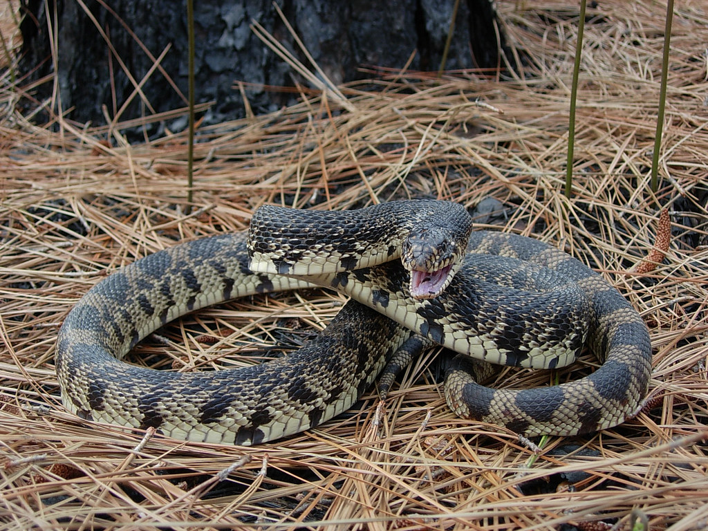 Louisiana Pine Snake This snake is part of a residual popu… Flickr
