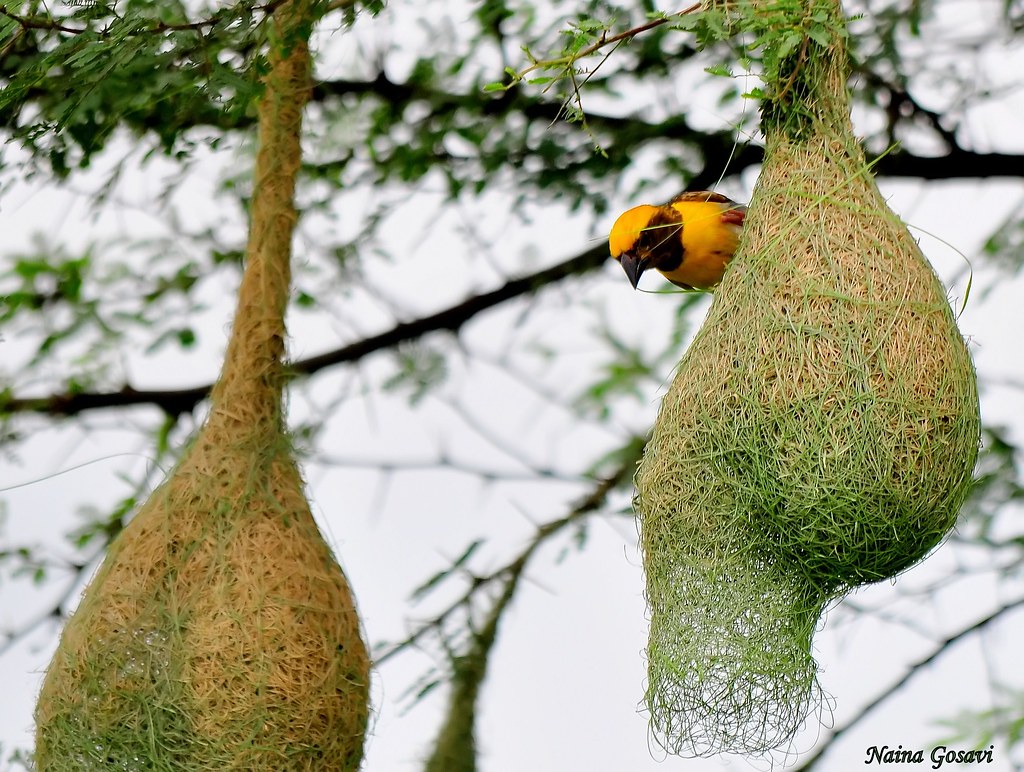 Male Baya weaver ..making his home Please view on BLACK Th… Flickr