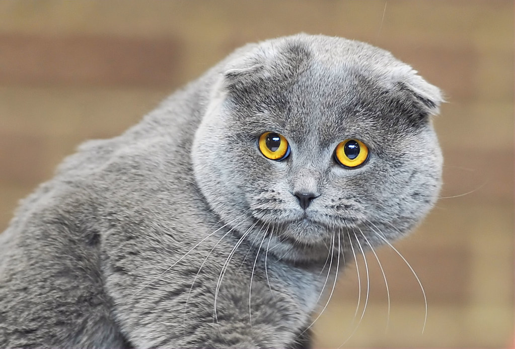 British Cat (I am the best of the best) www.ceano.ca VLADIMIR NAUMOFF Flickr