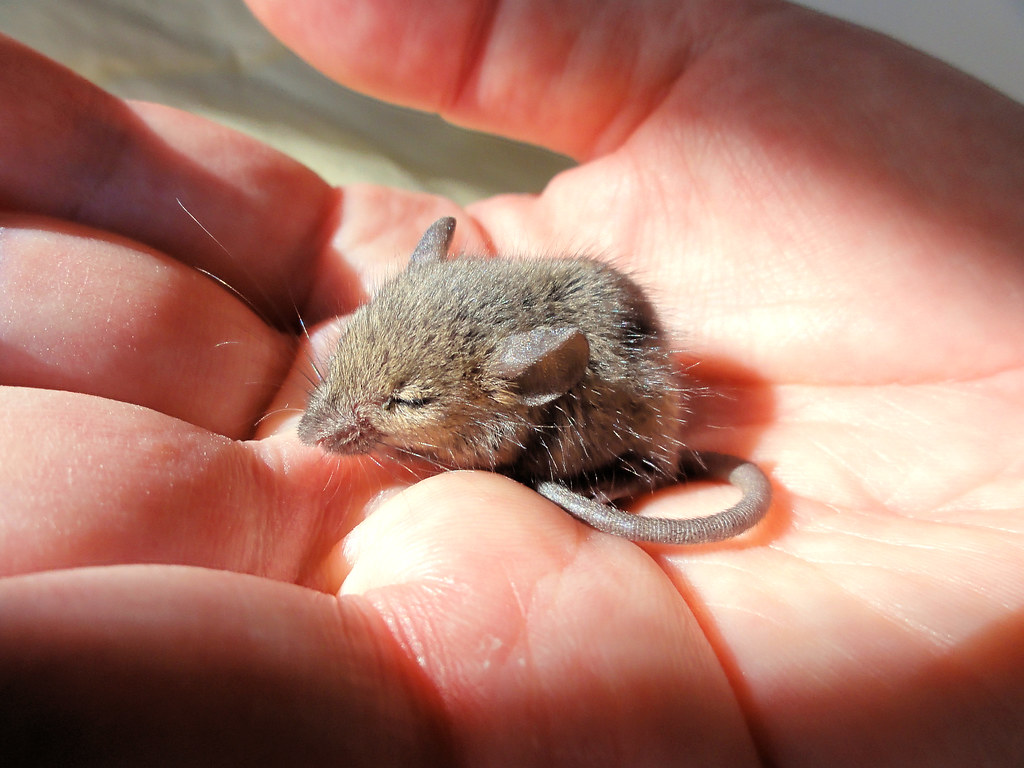 Lorenzo, a tiny field mouse Best viewed in lightbox for