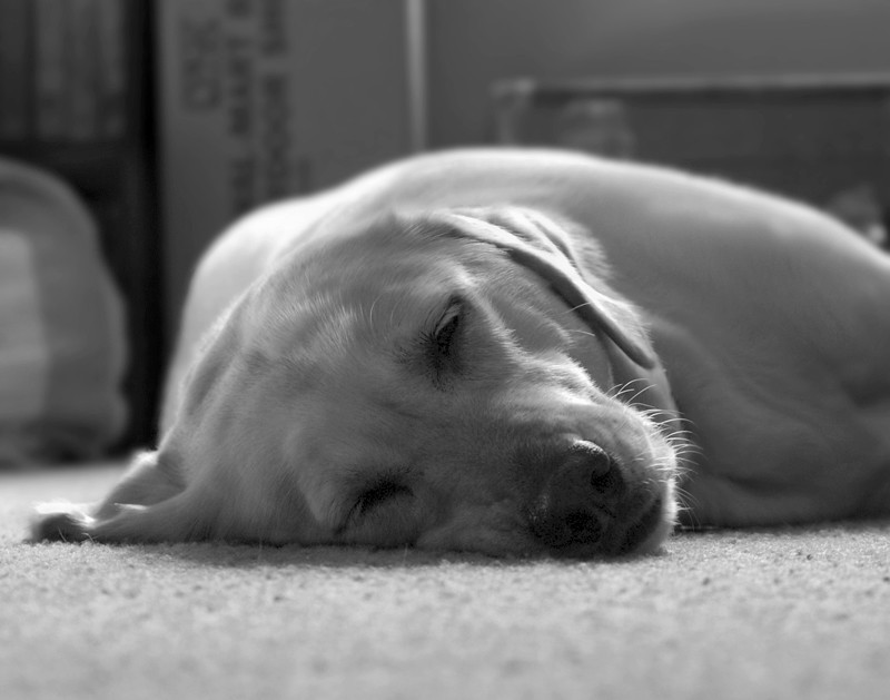 Lazy Dog Our dog lounging on a lazy Sunday morning. Stephen
