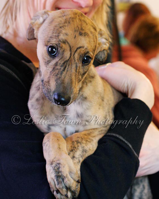 Brindle greyhound puppy 7 weeks old Photos from my West … Flickr