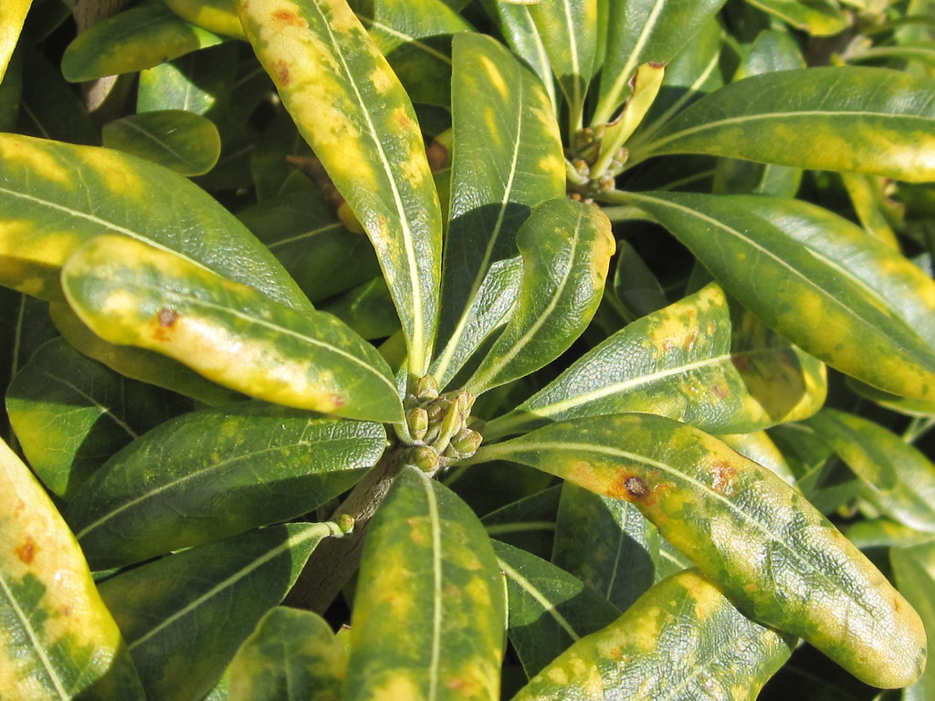 Green Leaves with Yellow Spots Flickr