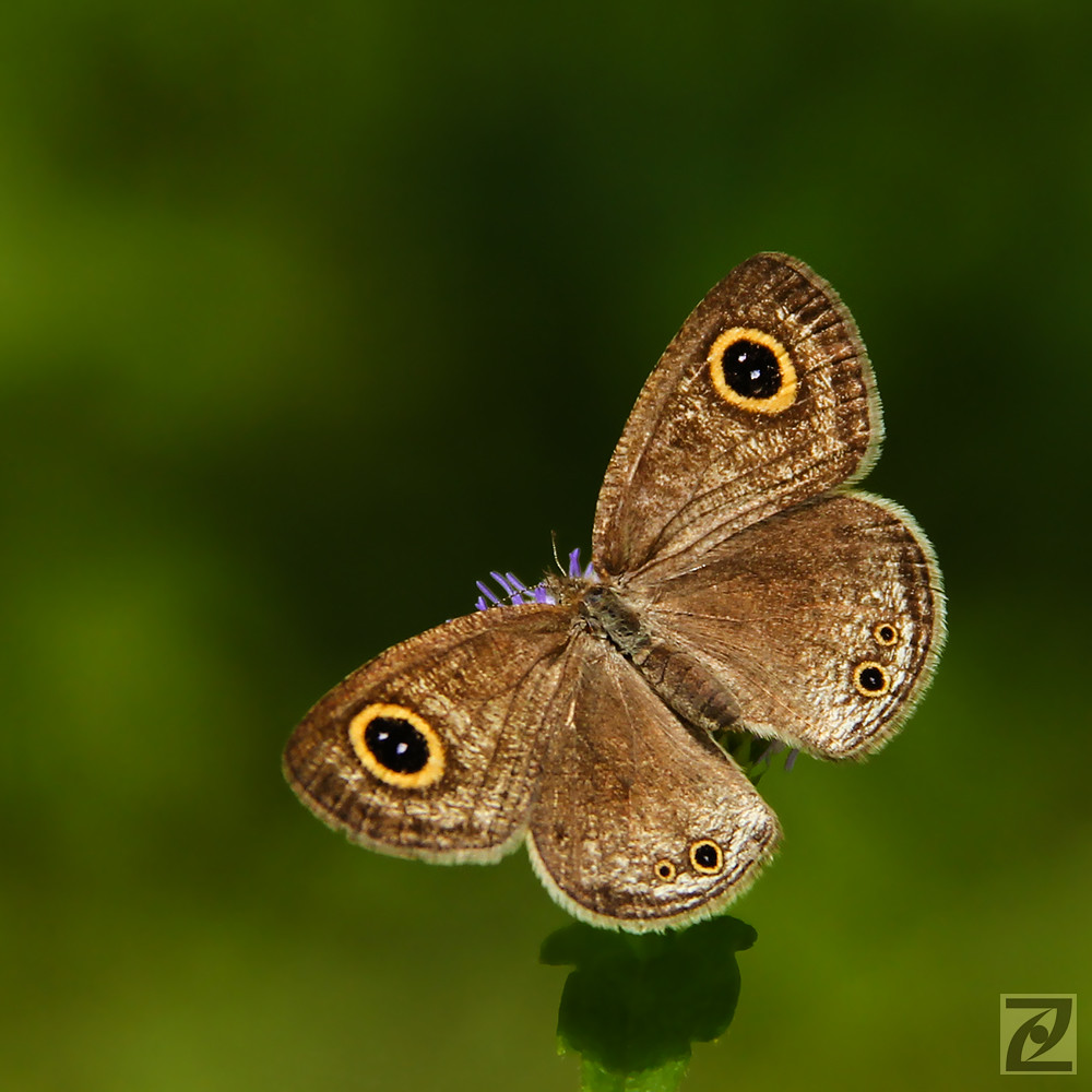 Brown spotted butterfly (E92) OK, posted earlier a whiske… Flickr