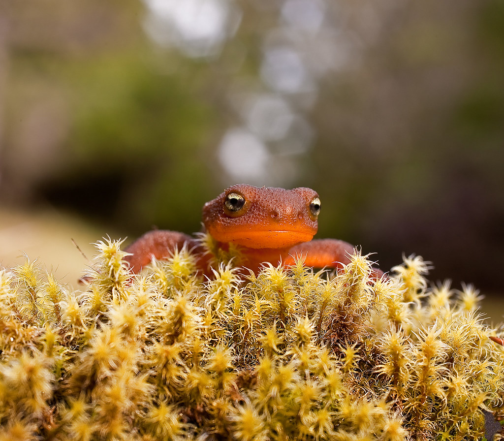 Yellow Bellied Newt There is another picture that goes
