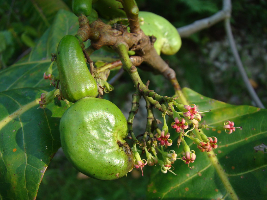 CASHEW 1 Young Fruits & Flowers / (Bengali = কাজু বাদাম)… Flickr