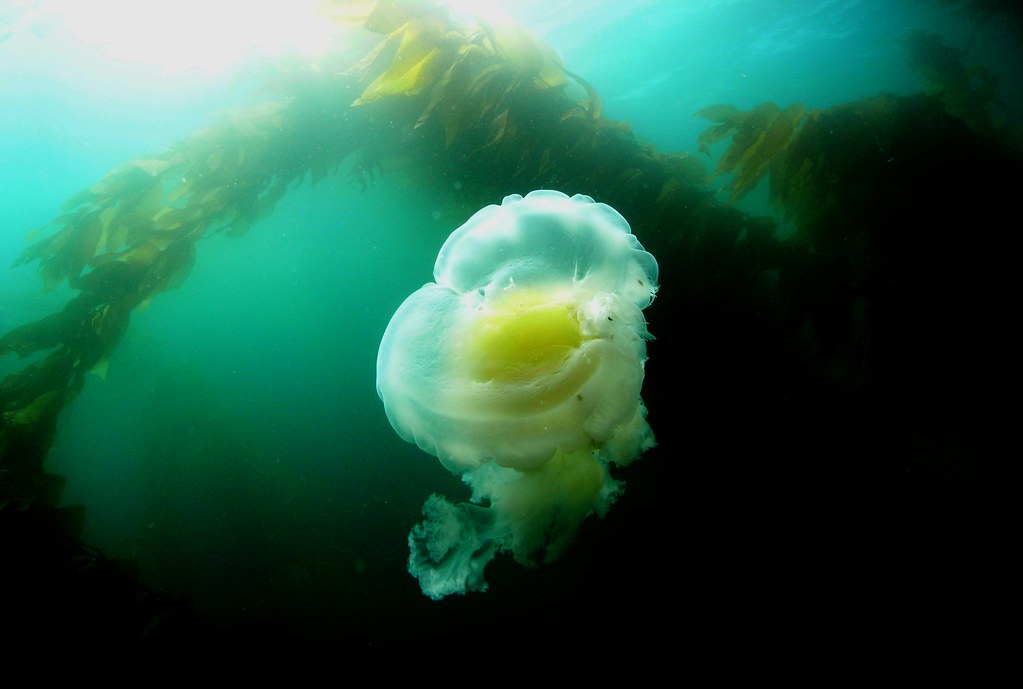 Giant Fried Egg Jellyfish Photo by Josh Rose
