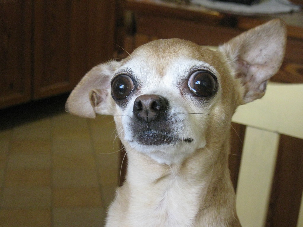 Cross Eyed Dog 10 year old crosseyed chihuahua Federico Gonzalez