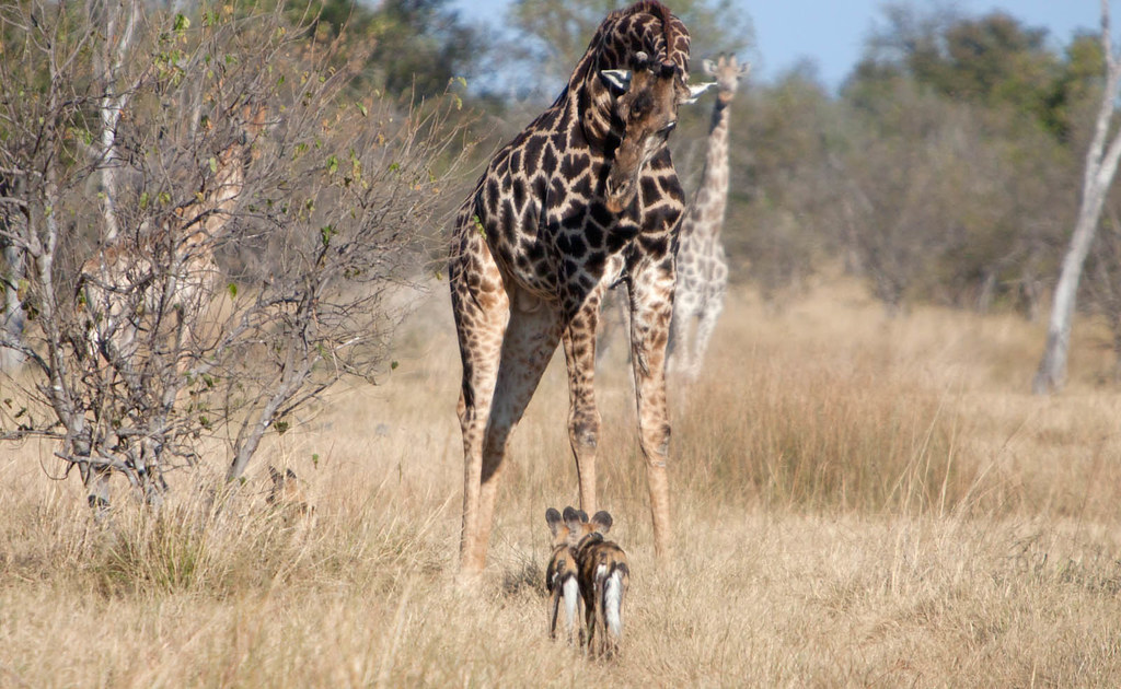 Wild dog and Giraffe, Moremi Game Reserve Viaggio Botswana… Flickr