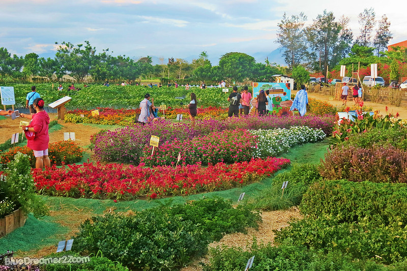 A Day Trip To Pangasinan The Sunflower Maze Farm of Tayug It's Me
