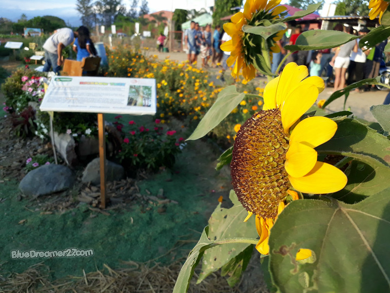 A Day Trip To Pangasinan The Sunflower Maze Farm of Tayug It's Me