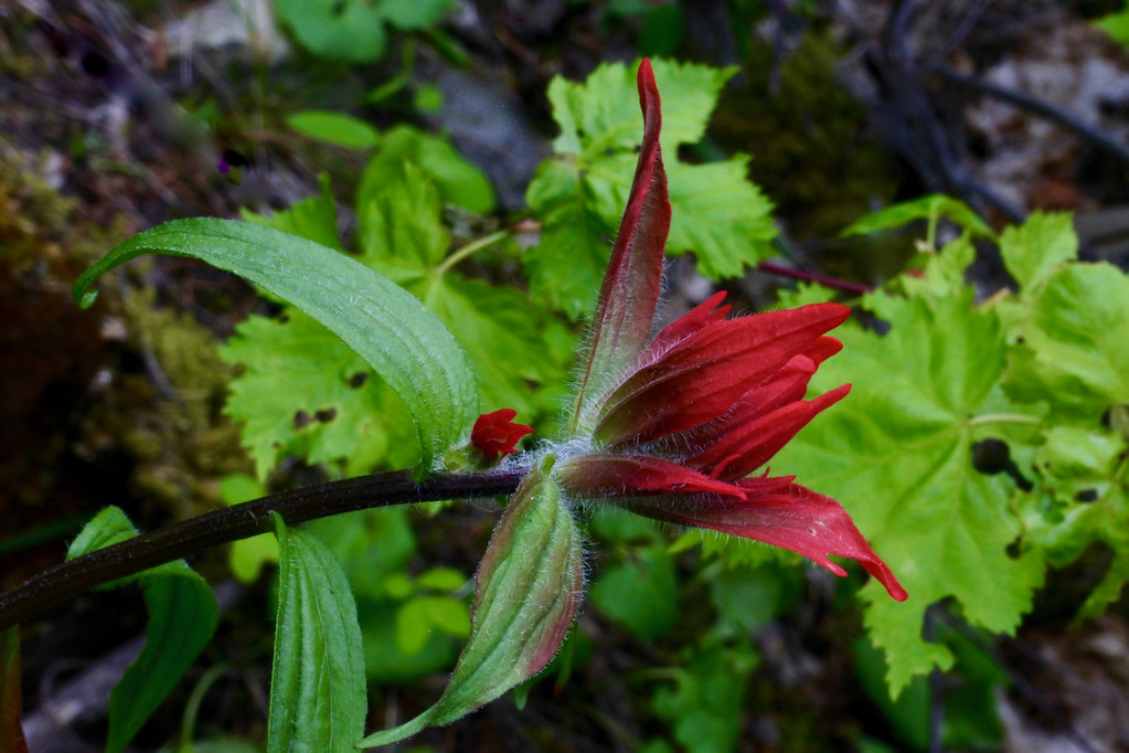 Scarlet Indian Paintbrush Montana Outdoors